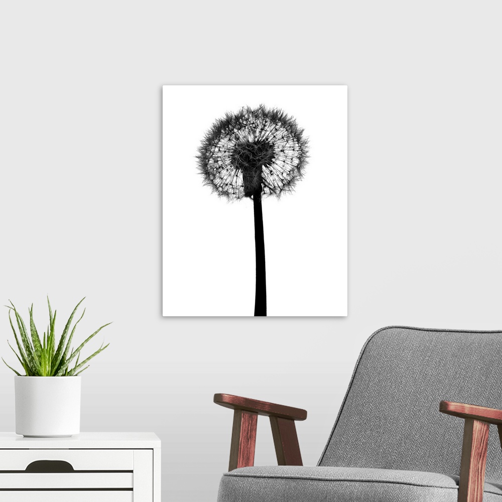 A modern room featuring Silhouette of dandelion