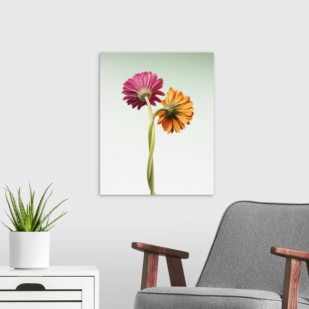 A modern room featuring Two gerbera daisies intertwined