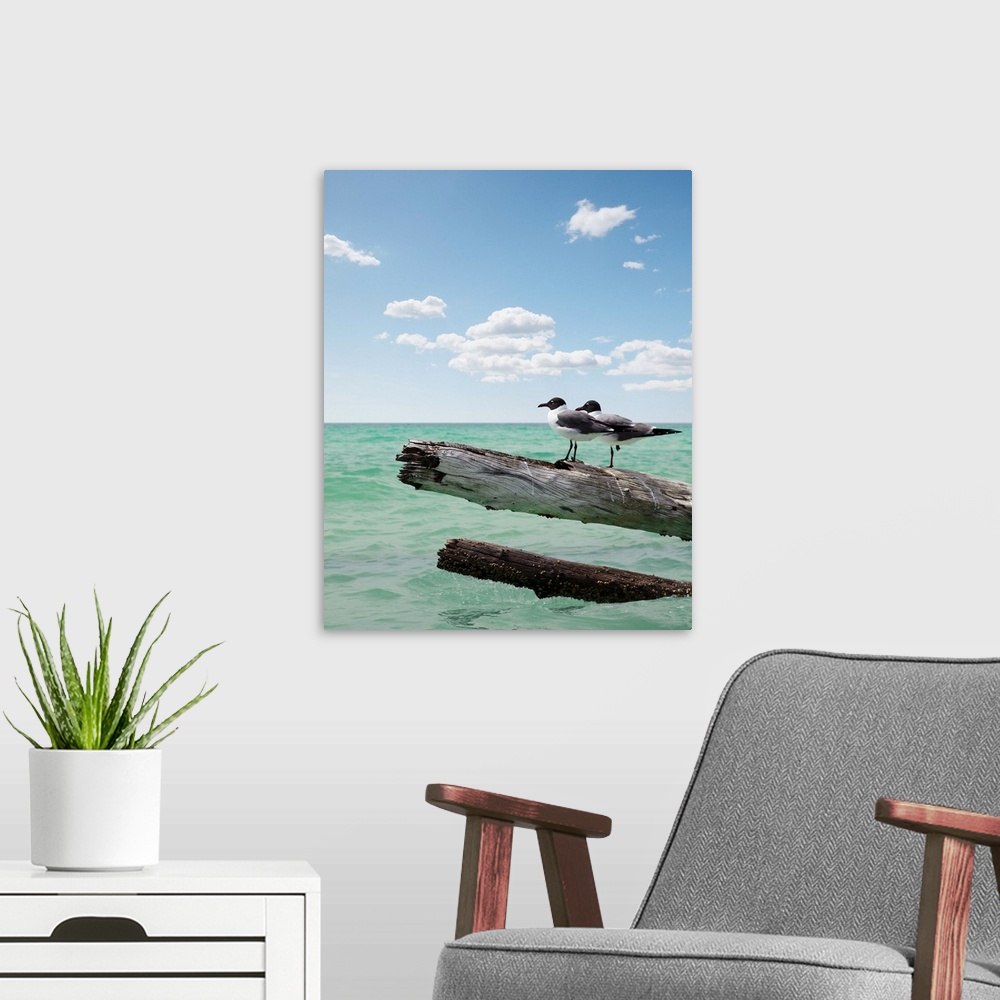 A modern room featuring Two seagulls sitting on a dead tree sticking out of the water on location at Sarasota Florida  fo...