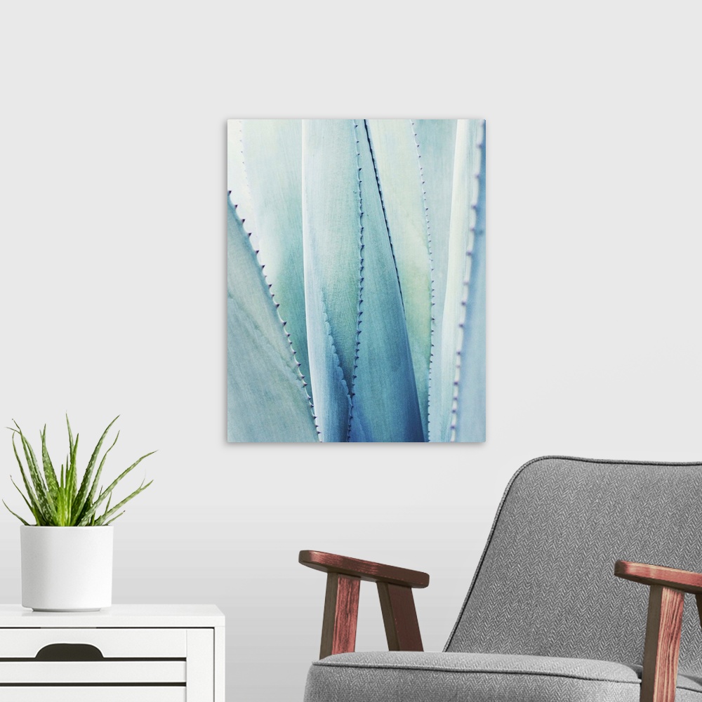 A modern room featuring Close up photography of a pale blue agave plant.