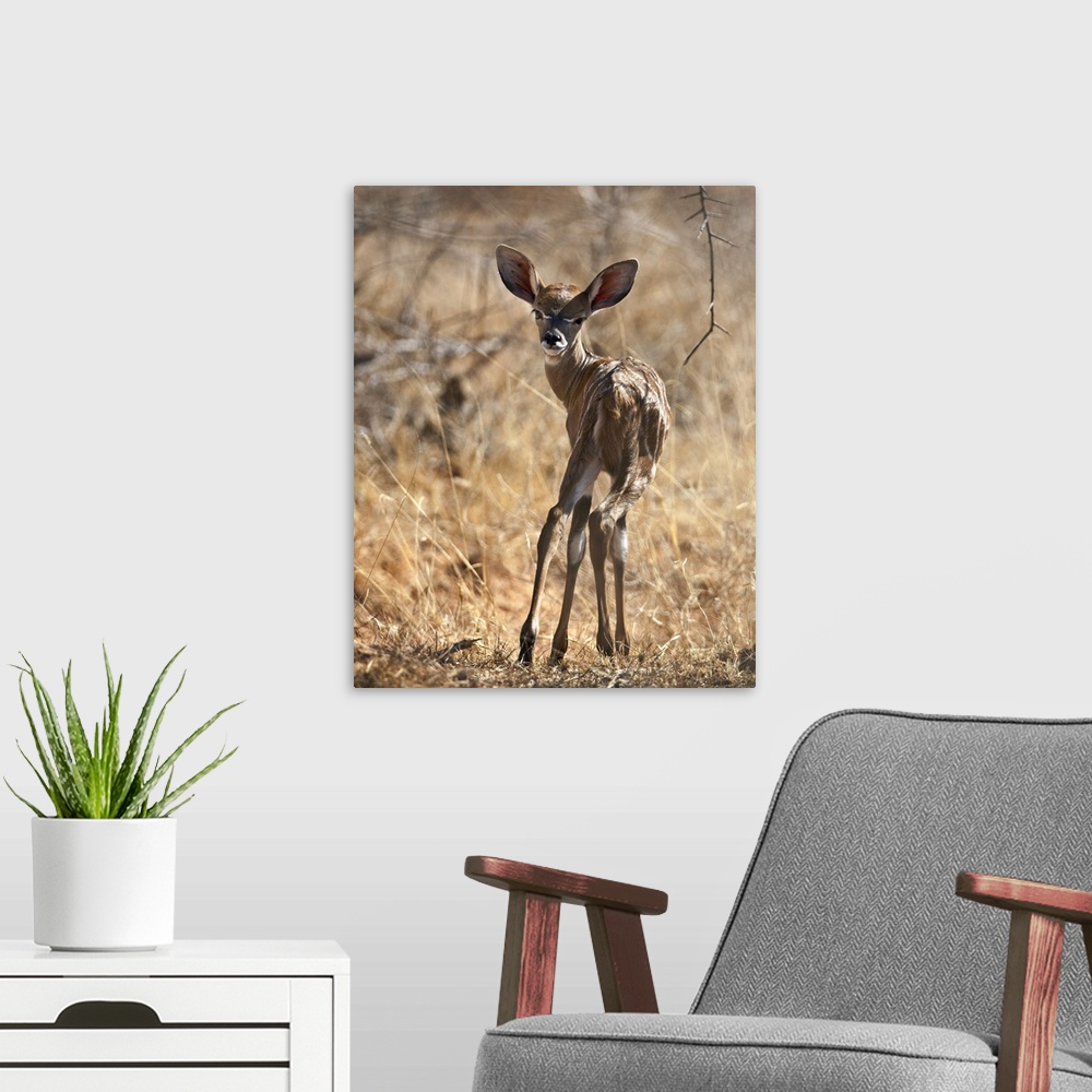 A modern room featuring A baby Lesser Kudu in Tsavo East National Park.