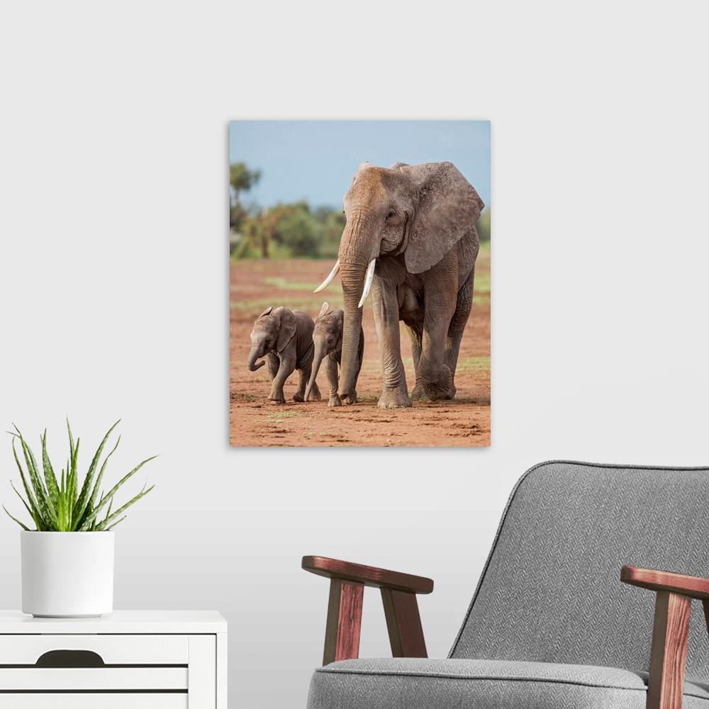 A modern room featuring Kenya, Kajiado County, Amboseli National Park. A female African elephant with two small babies.