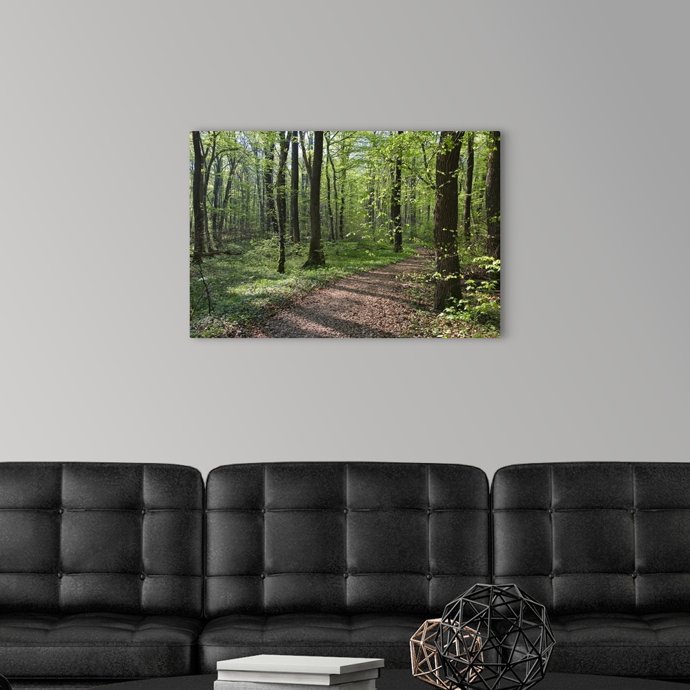 Trail through deciduous forest in spring, Upper Bavaria, Germany Wall ...