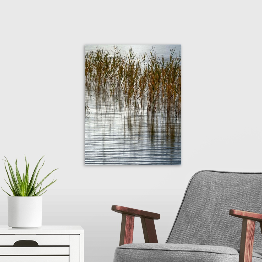 A modern room featuring Fine art photo of reeds sticking out of a calm pond.