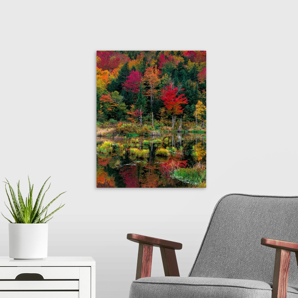 A modern room featuring Colorful red and green trees in autumn at the edge of a lake in a Vermont forest.