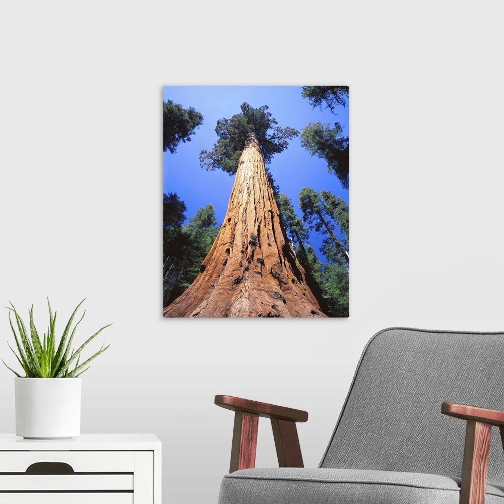 A modern room featuring California, Giant sequoia