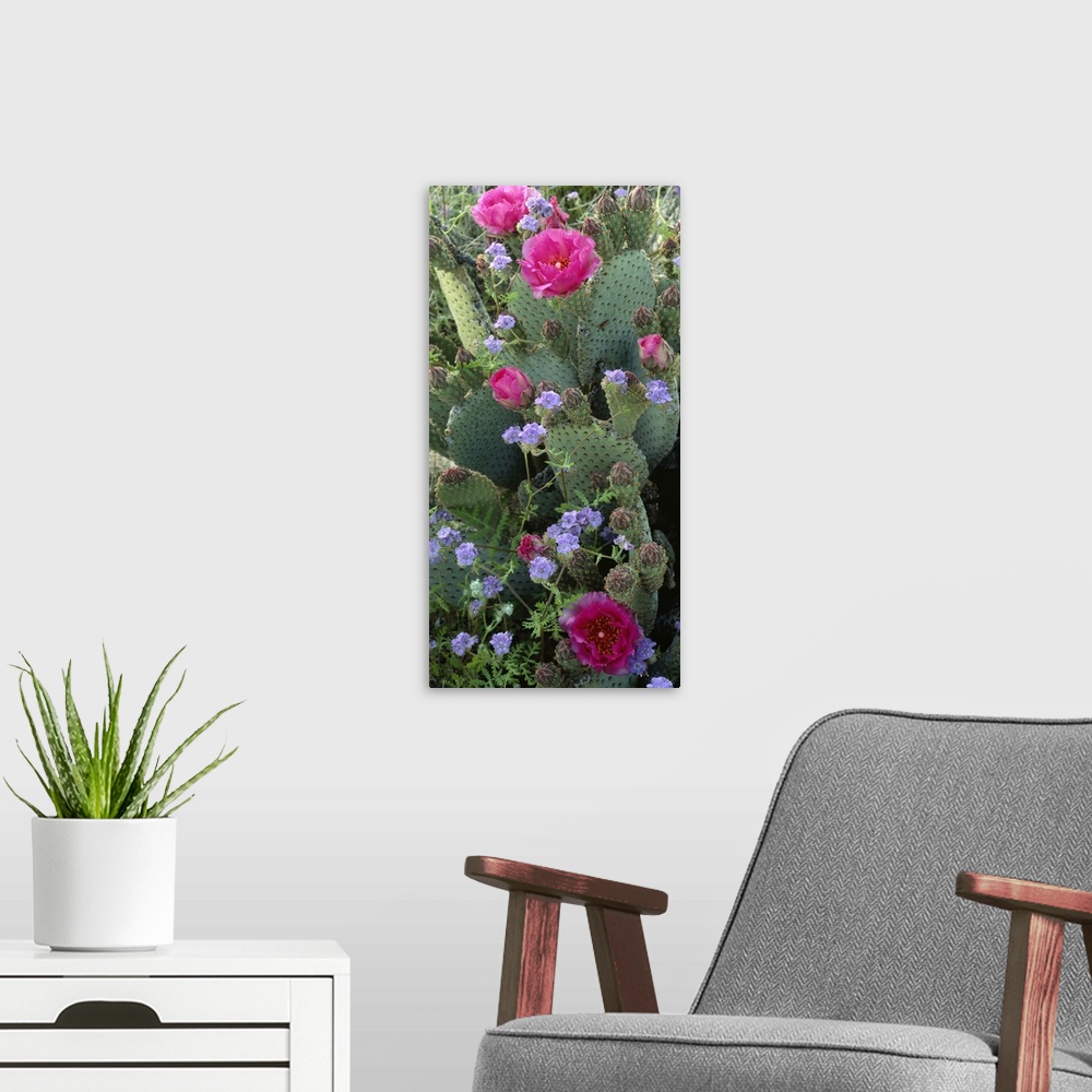 A modern room featuring Large, vertical photograph of a beavertail cactus with bright, open blooms on it, surrounded by g...