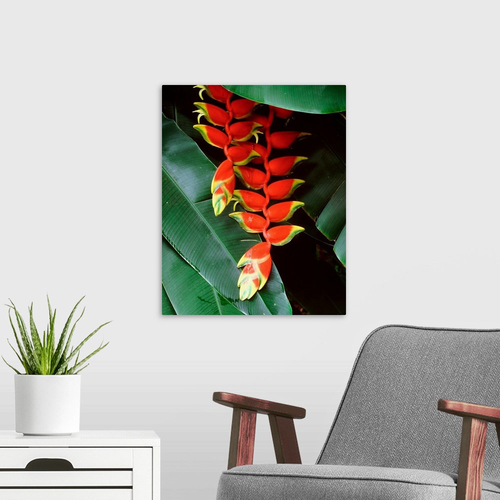 A modern room featuring Dominica, Papillote Wilderness Retreat, Close-up of Heliconia