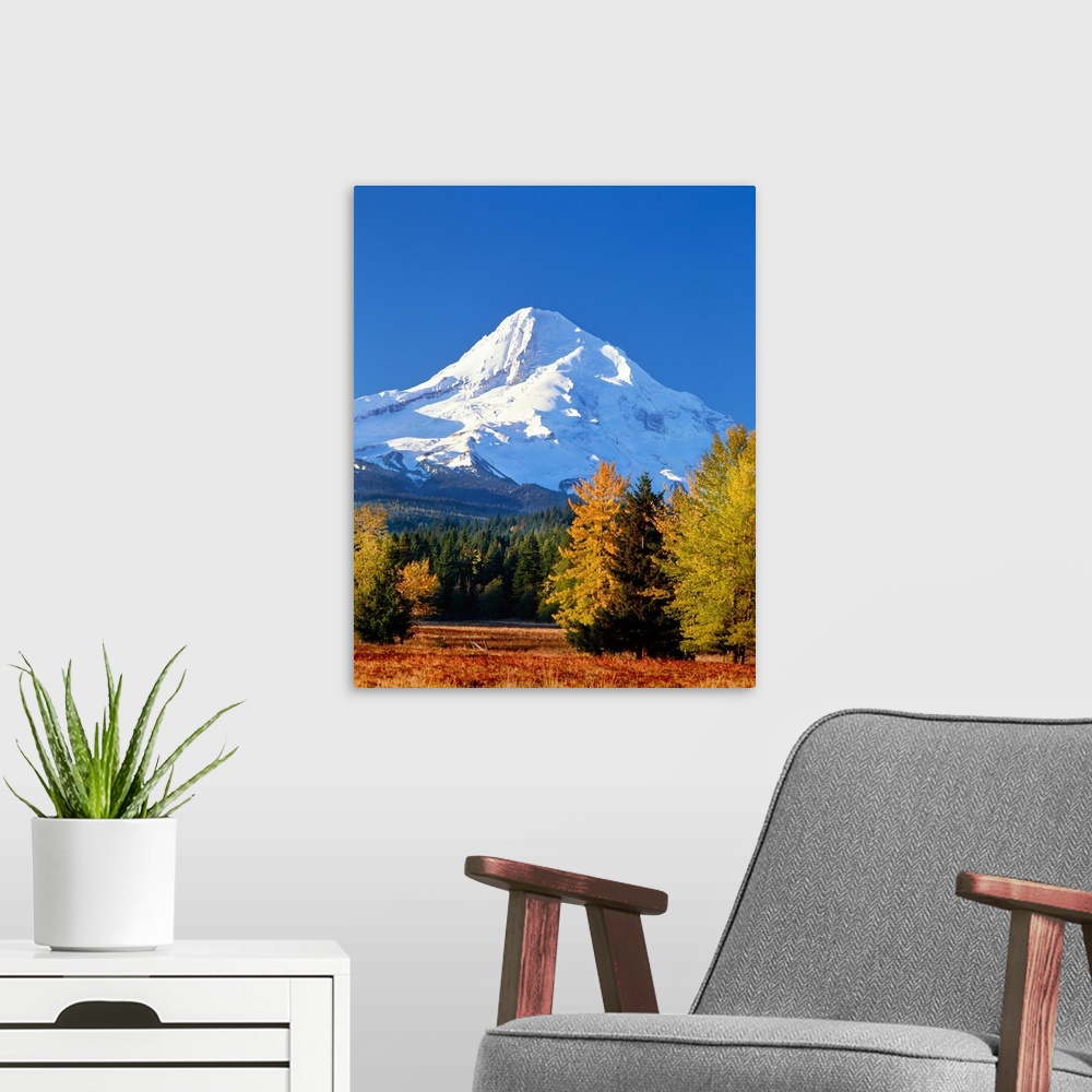 A modern room featuring Trees with snowcapped mountain range in the background, Mt Hood, Upper Hood River Valley, Hood Ri...