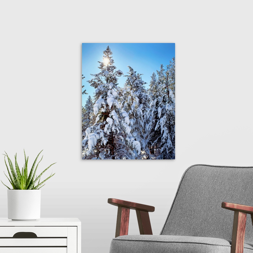A modern room featuring Ponderosa trees covered in fresh winter snow, Shevlin Park, Bend, Deschutes County, Oregon, USA