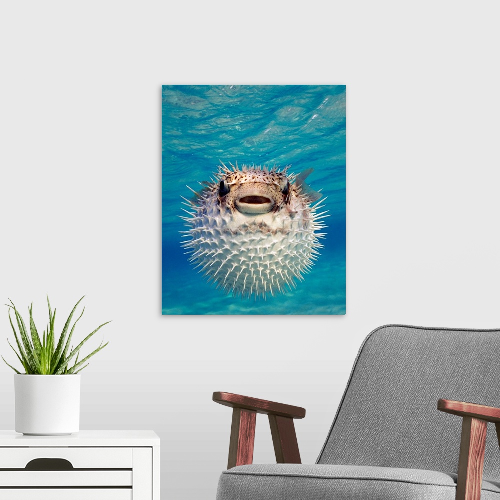 A modern room featuring Up close photograph of blow fish underwater.