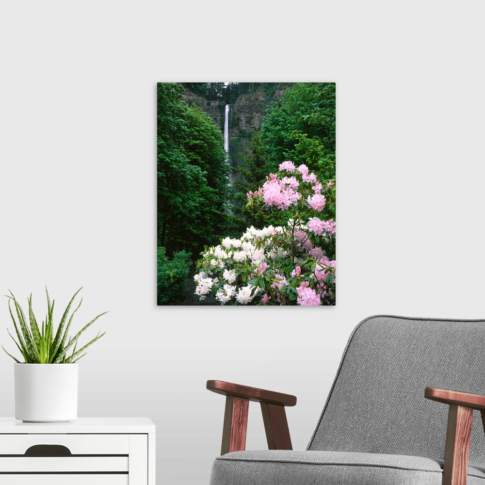 A modern room featuring Close-up of Rhododendron flowers, Multnomah Falls, Columbia River Gorge National Scenic Area, Mul...