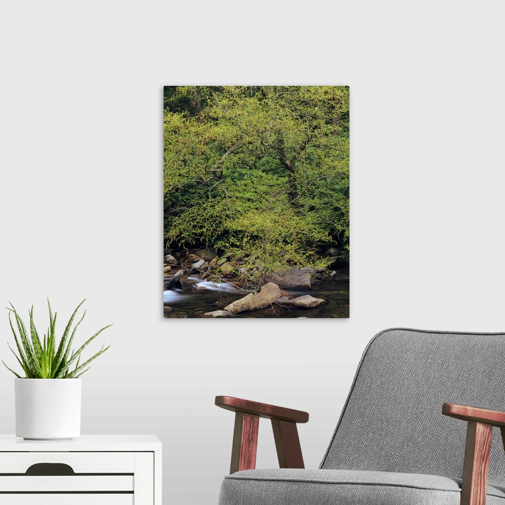 A modern room featuring Trees along west prong of Little Pigeon River, spring, Great Smoky Mountains National Park, Tenne...