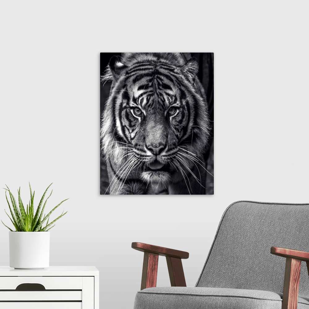 A modern room featuring Black and white portrait of a large Sumatran Tiger.