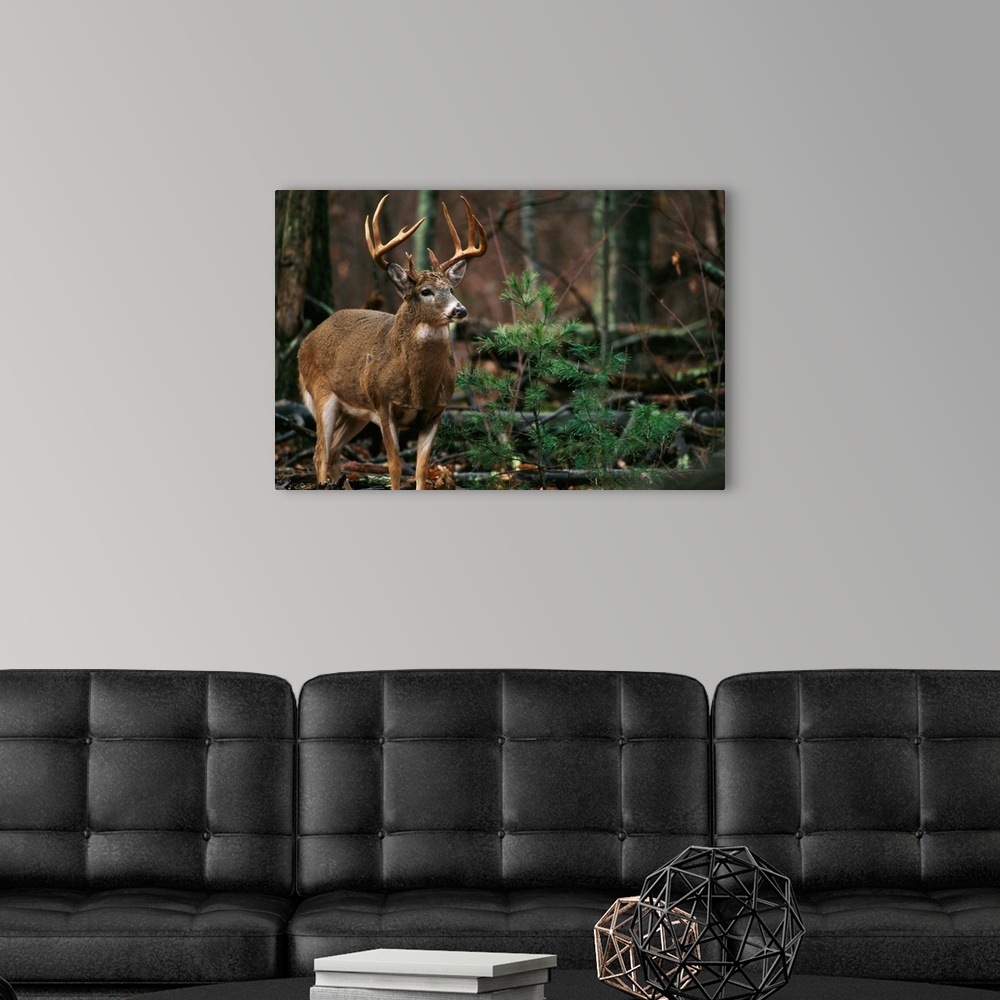 A portrait of a 12-point white-tailed deer buck Wall Art, Canvas Prints ...