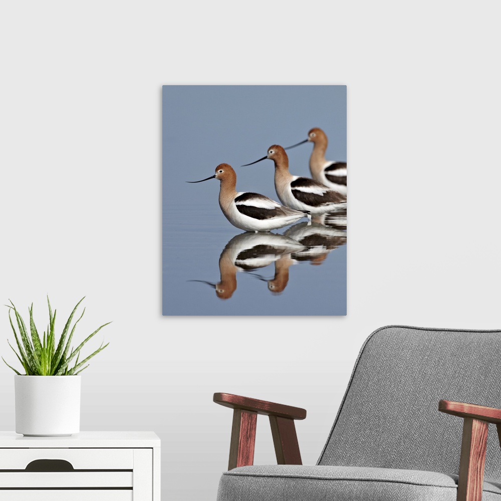 A modern room featuring Three American avocet, Yellowstone National Park, Wyoming