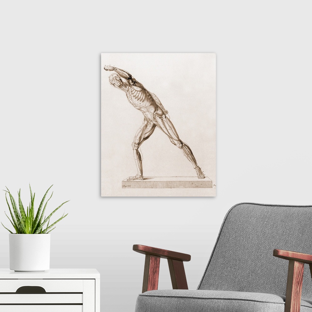 A modern room featuring Body musculature. Historical artwork of the muscles of the body. Some of the outer layers of musc...