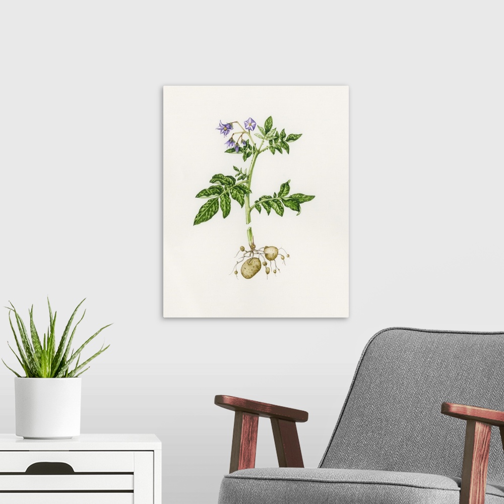 A modern room featuring Potato (Solanum tuberosum). Watercolour artwork illustrating a potato plant. The plant belongs to...
