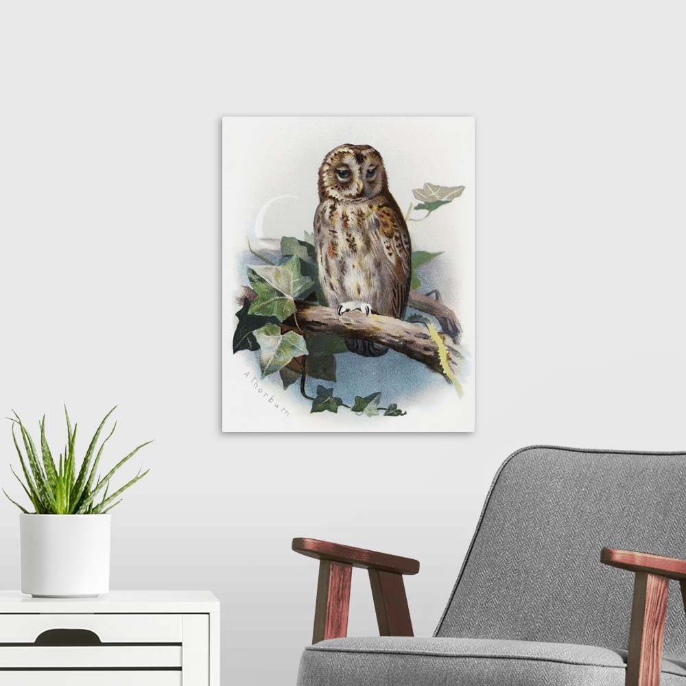 A modern room featuring Tawny owl. Historical artwork of a tawny owl (Strix aluco). This is a nocturnal predator that inh...
