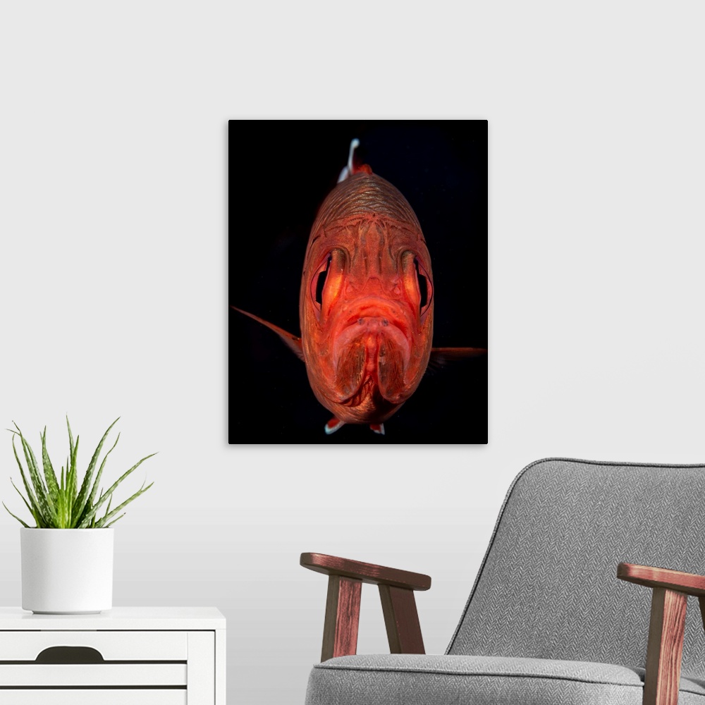 A modern room featuring A portrait of a soldierfish with a perpetual frown.