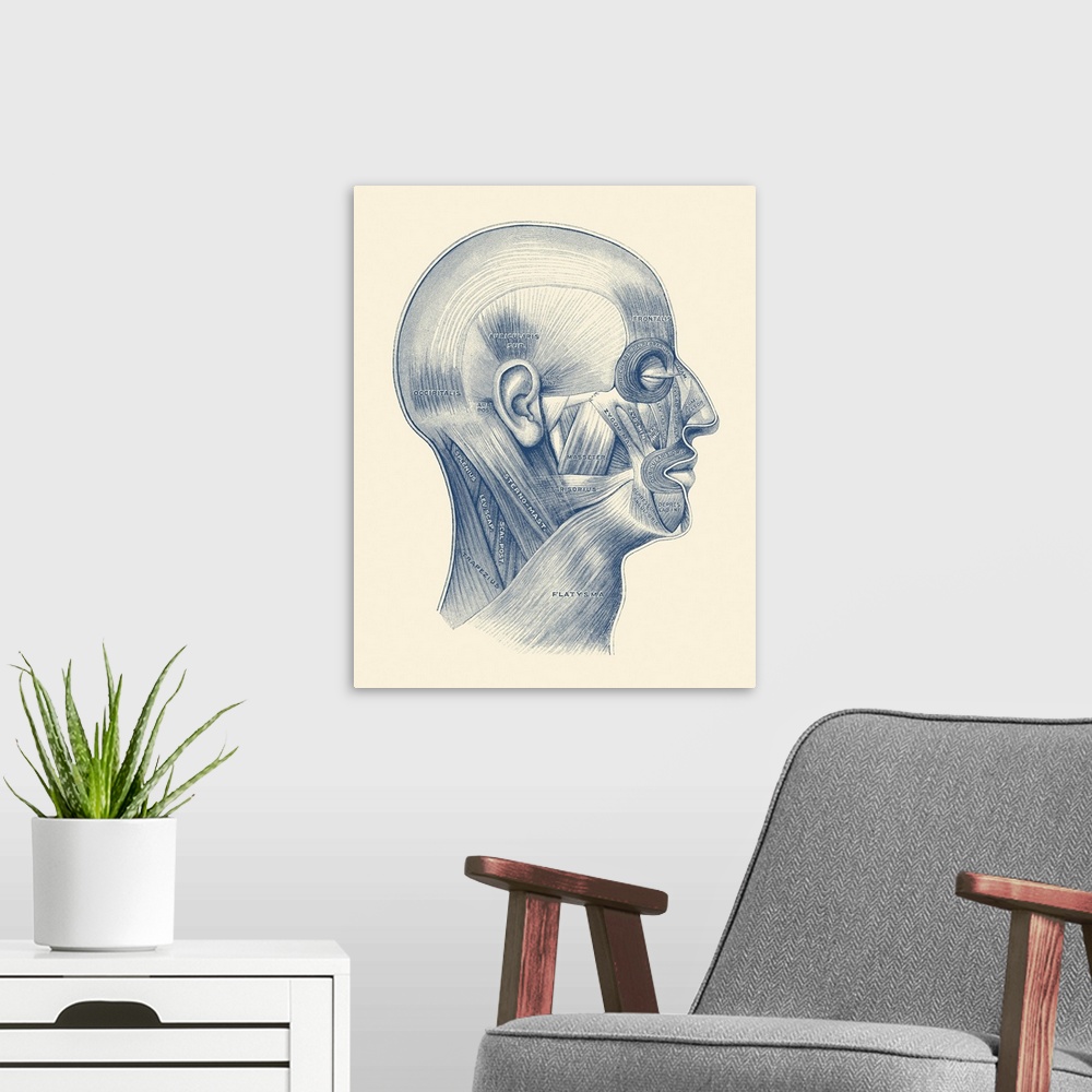 A modern room featuring Diagram of the human muscular system throughout the face and neck.
