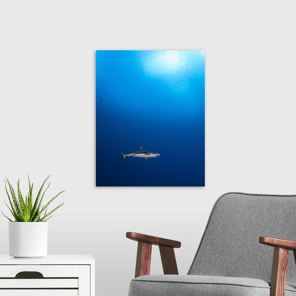 A modern room featuring Grey reef shark outside the barrier reef, Chuuk, Micronesia.
