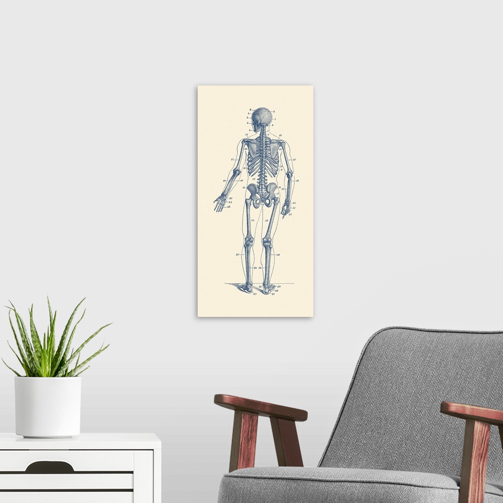 A modern room featuring Vintage anatomy print of a skeleton facing backwards to showcase the bones.