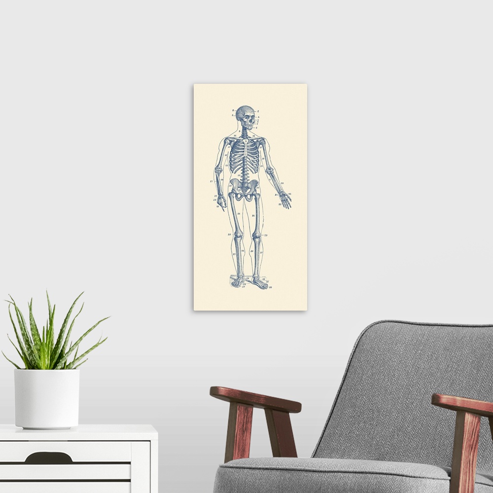 A modern room featuring Vintage anatomy print of a skeleton facing forward with bones numbered.