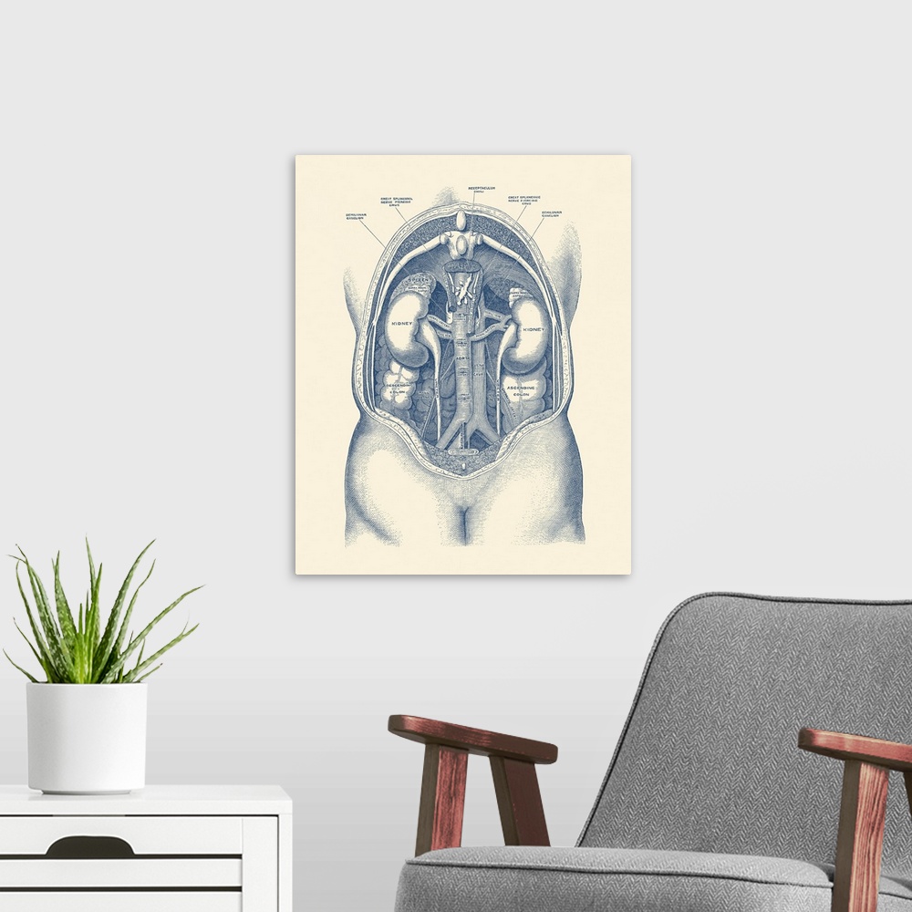 A modern room featuring Vintage anatomy print of the human kidney system.