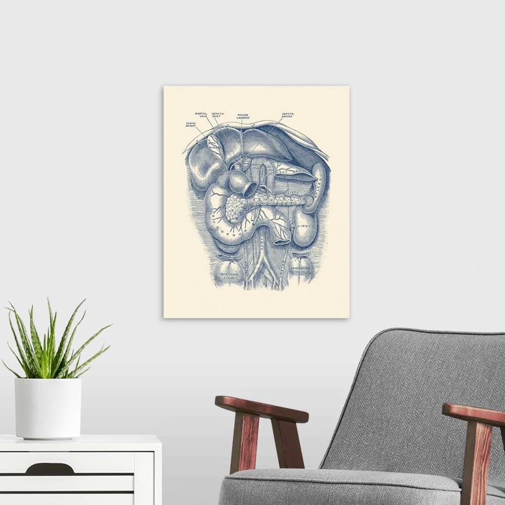 A modern room featuring Vintage anatomy print of the kidney, spleen, duodenum, gall bladder and more.