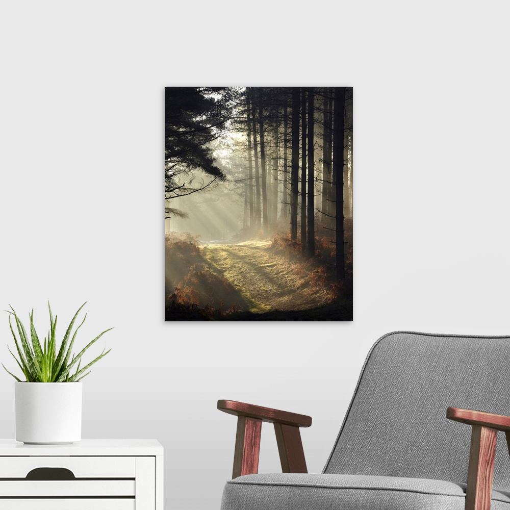 Forest Light Wall Art, Canvas Prints, Framed Prints, Wall Peels | Great ...