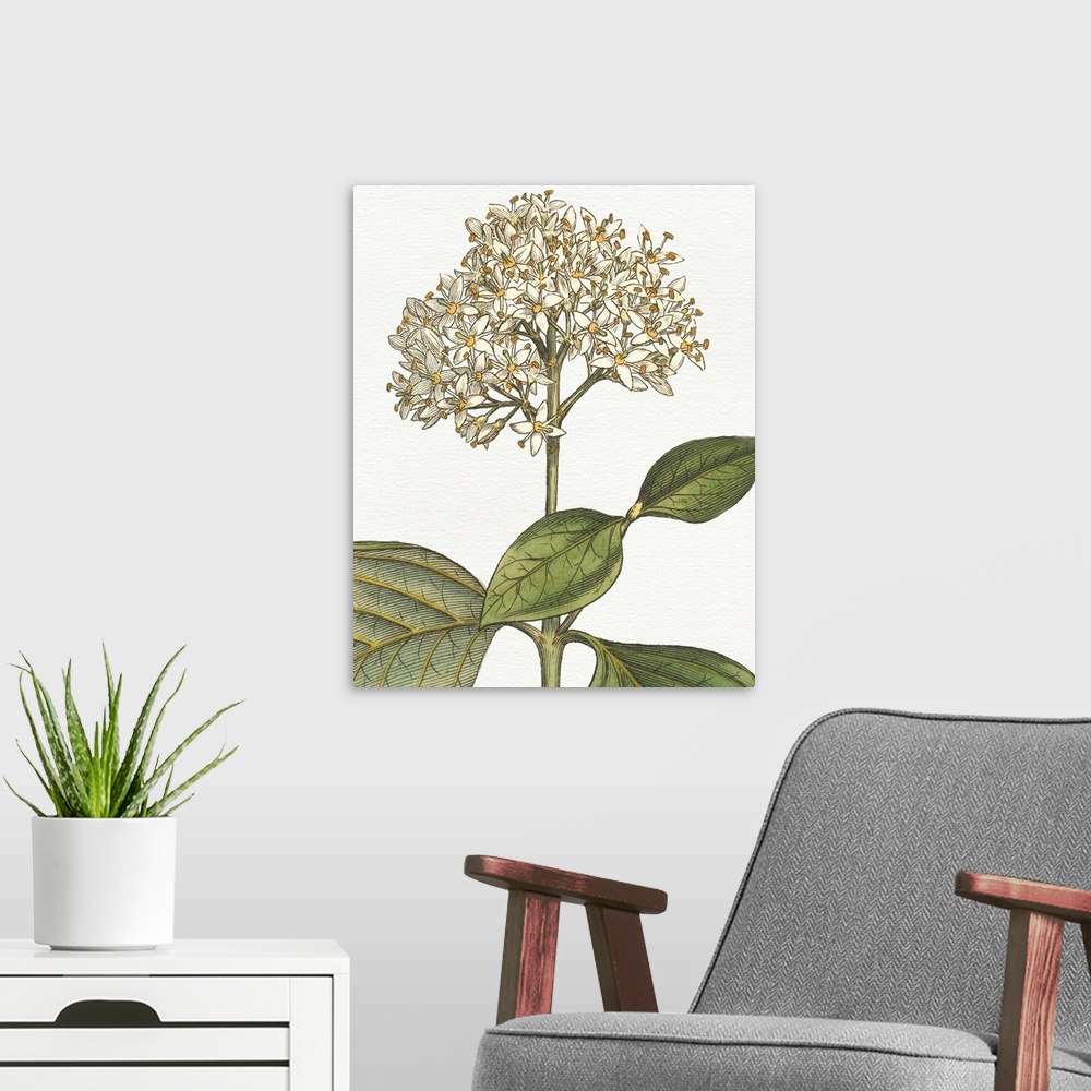 A modern room featuring Beautiful botanical illustration of a white hydrangea on a white background.