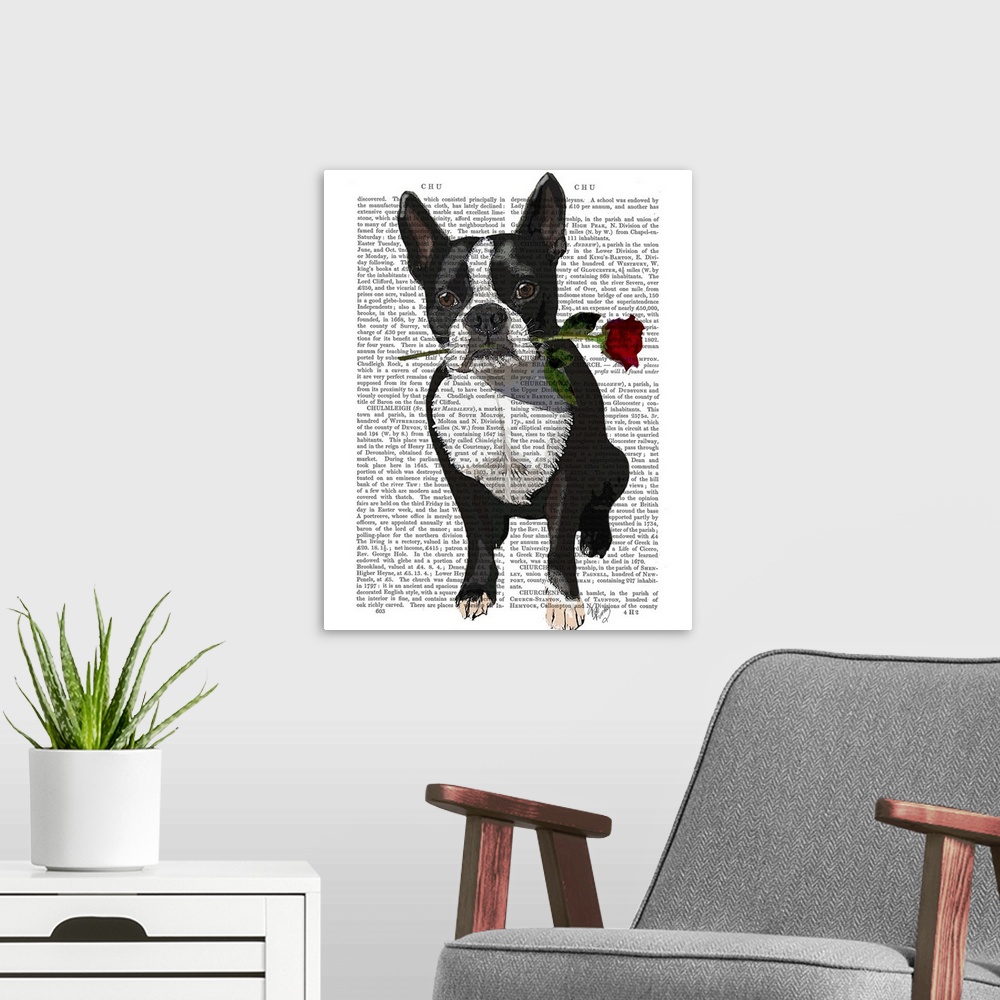 A modern room featuring Boston Terrier with Rose in Mouth