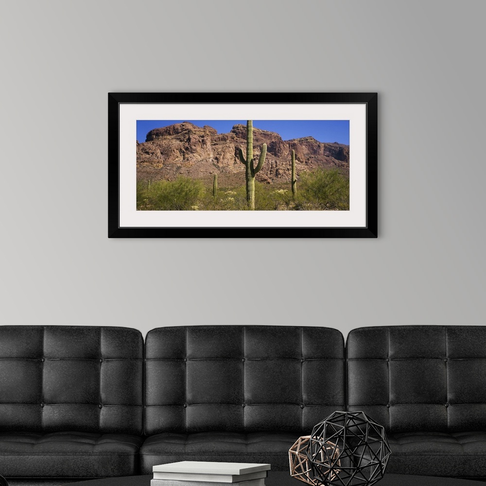 A modern room featuring USA, Arizona, Saguaro Cactus National Monument, saguaro cactus and mesquite