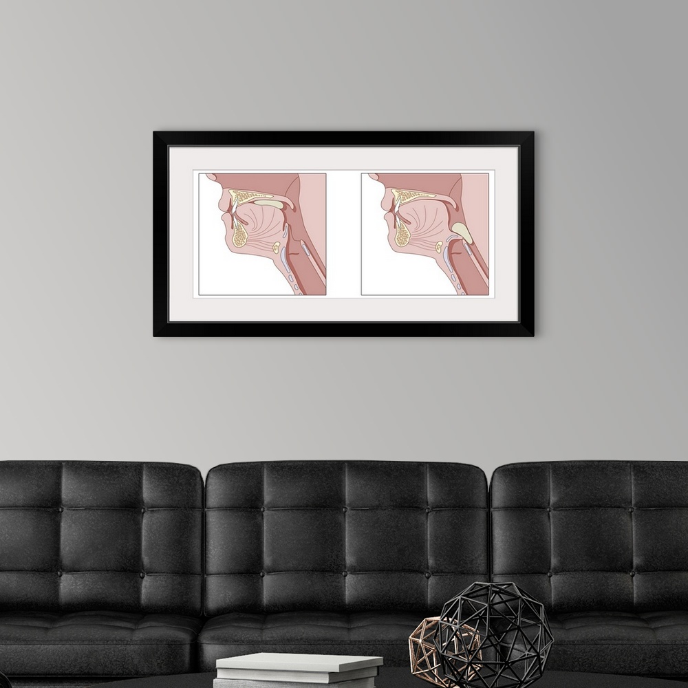 A modern room featuring Mechanics of swallowing. Cutaway diagrams showing the process of swallowing. At left the mouthful...