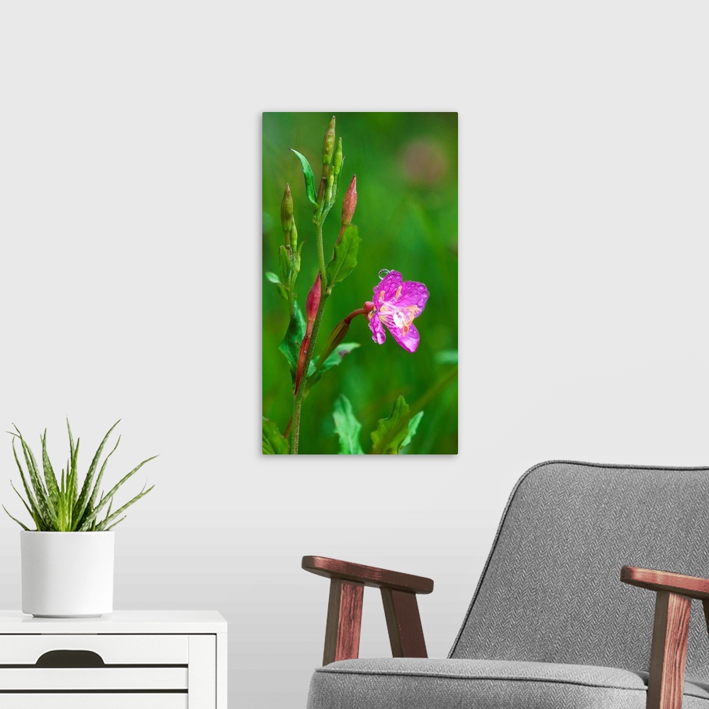 A modern room featuring Nature photograph of a bright pink flower with water droplets and a lush green background.
