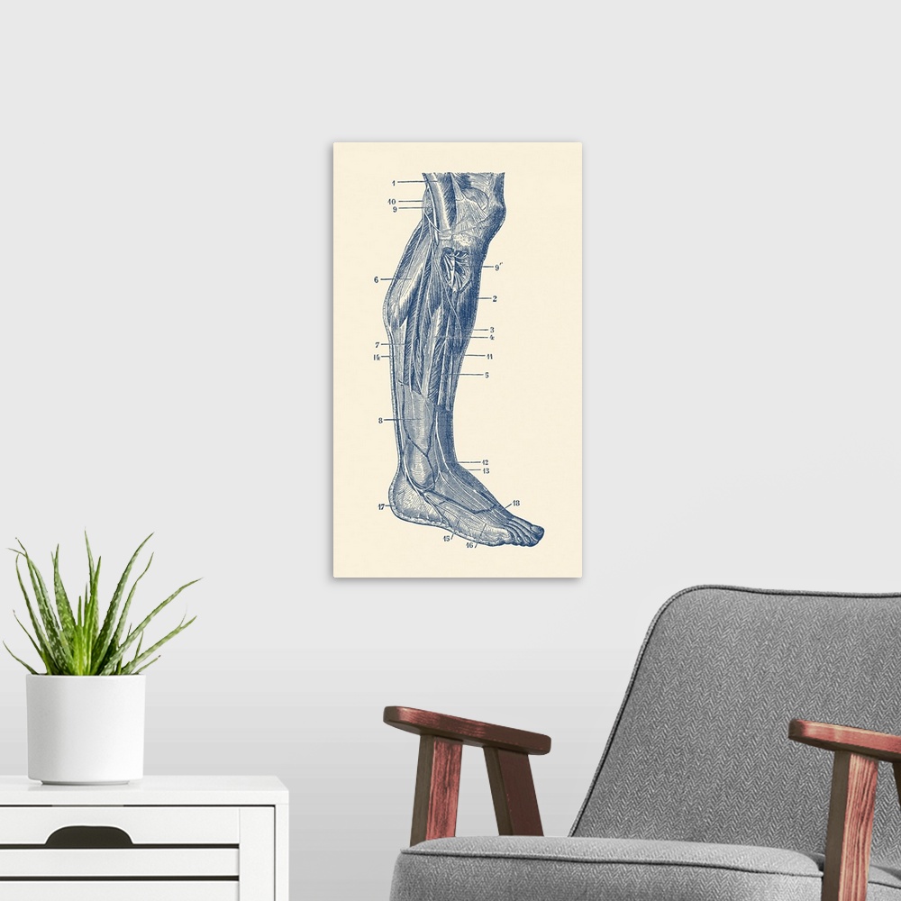 A modern room featuring Vintage anatomy print showing the human muscular system of the right leg.