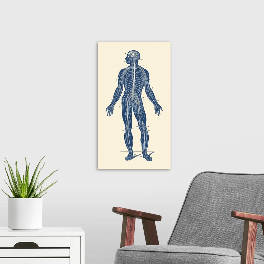 A modern room featuring Vintage anatomy print showing the lymphatic system within a human body.