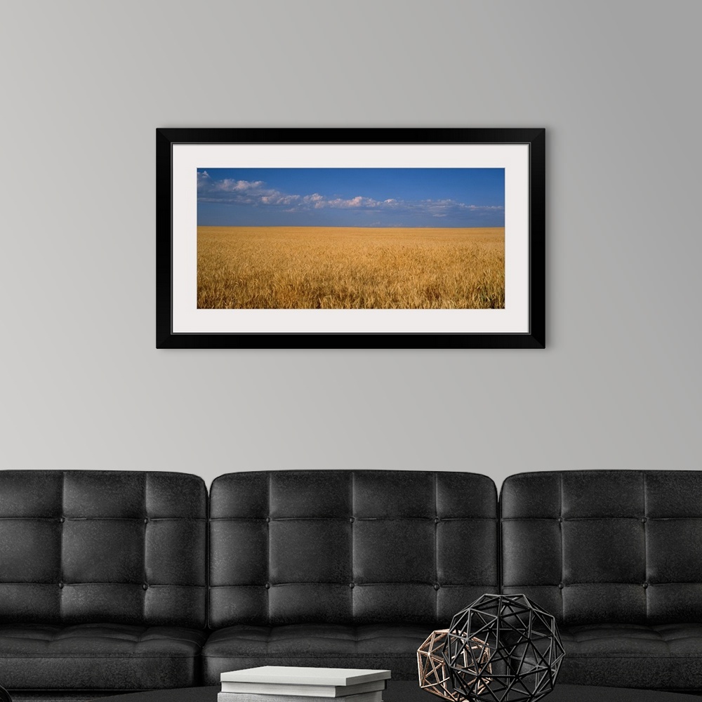 A modern room featuring Wheat crop in a field, Wellington, Larimer County, Colorado