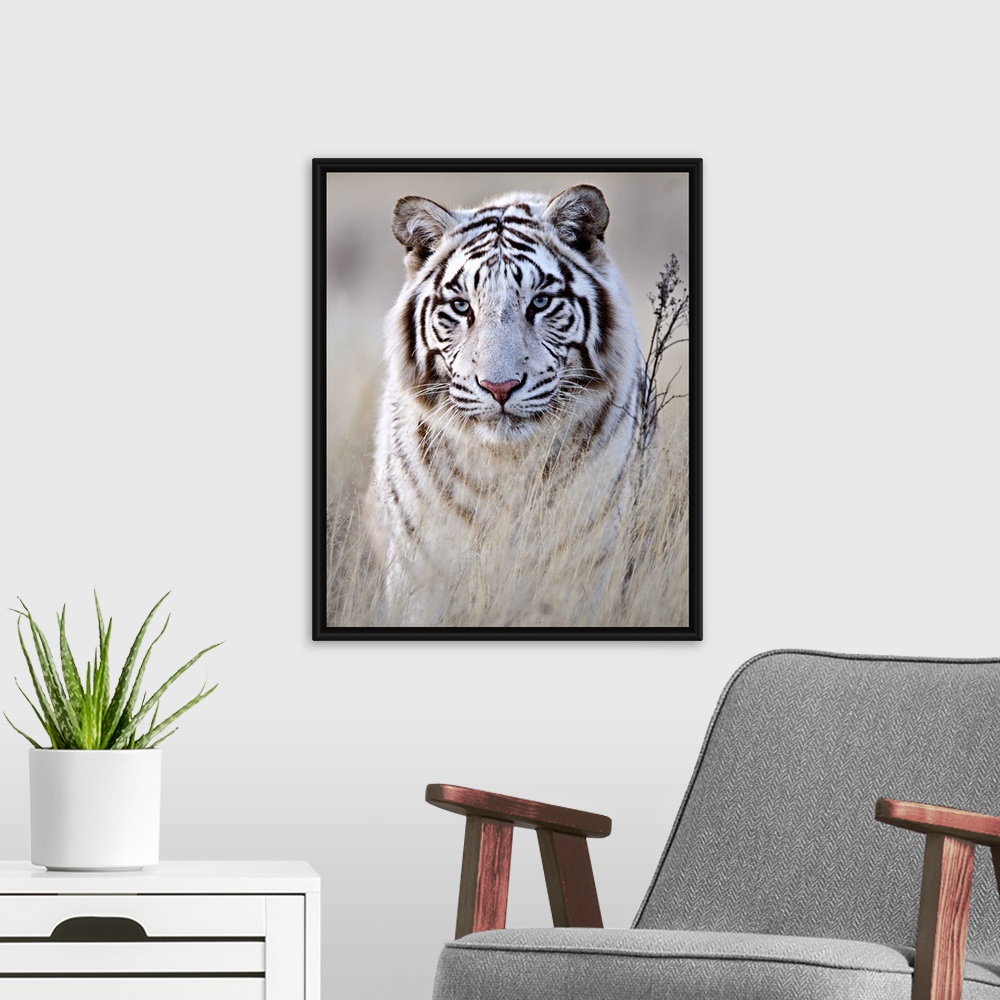 A modern room featuring A portrait of a majestic looking white tiger partially concealed behind tall grass.