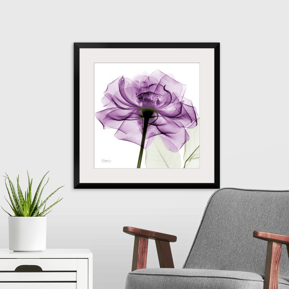 A modern room featuring A big print of a translucent rose with petals against a white background.