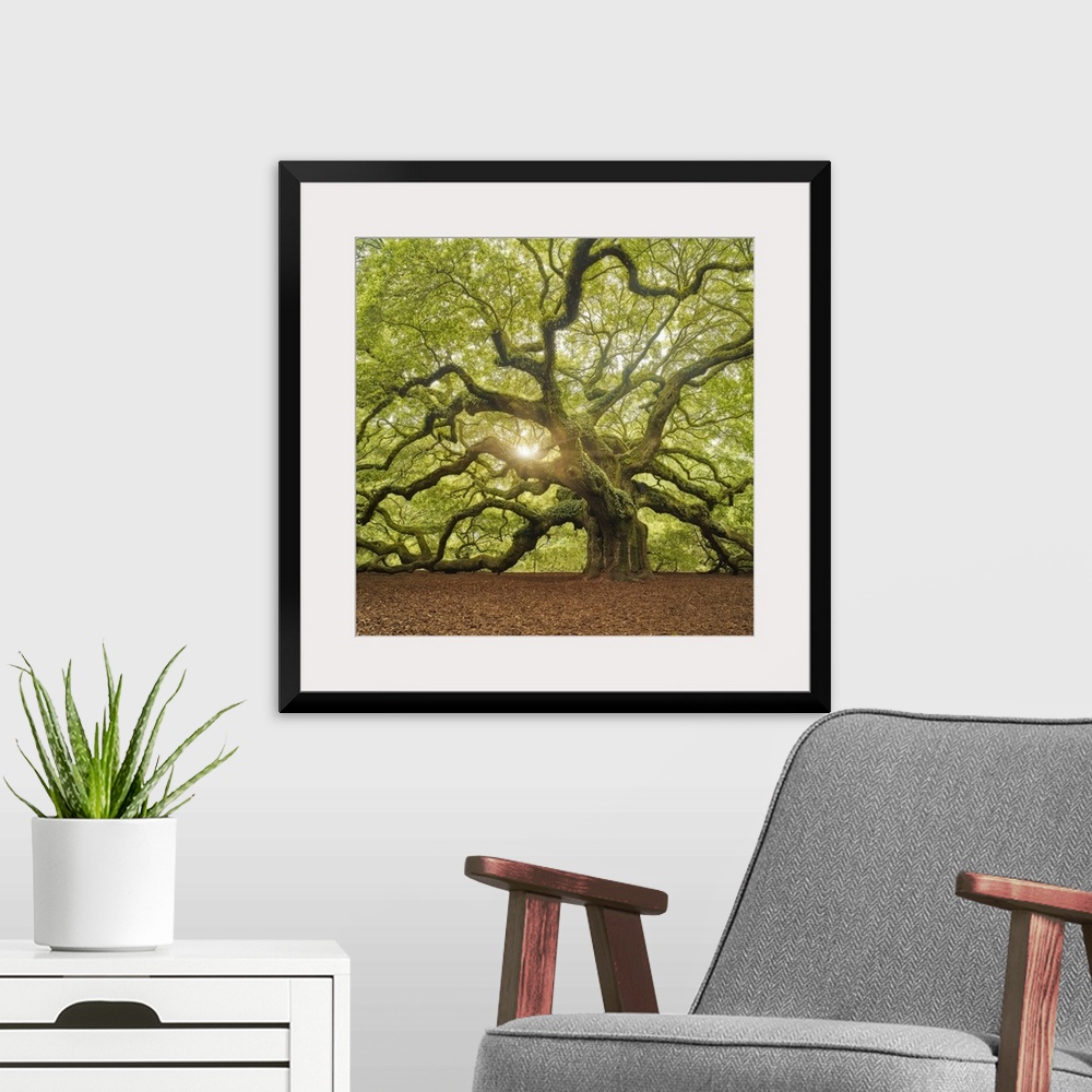 A modern room featuring An artistic photograph of a large old gnarled tree with bright green foliage and large limbs.