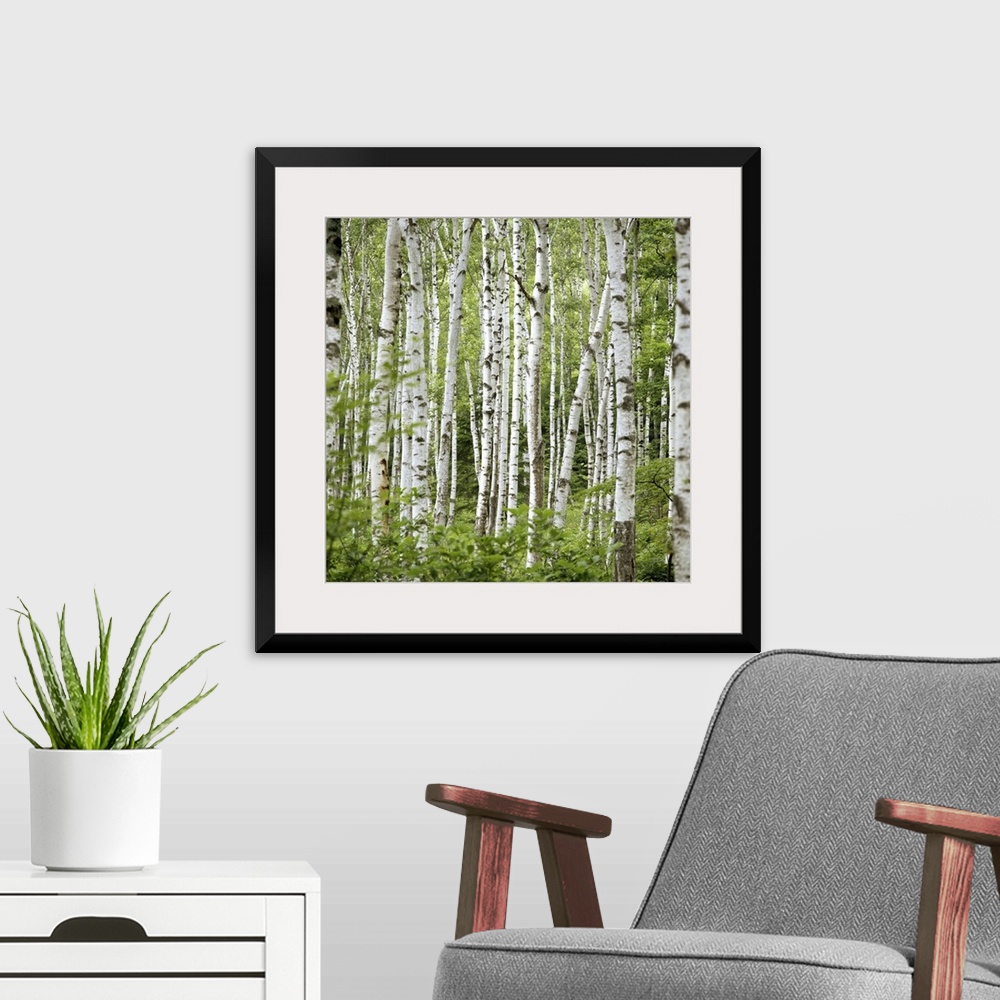 A modern room featuring Square wall photo art of trees in a Japanese forest.