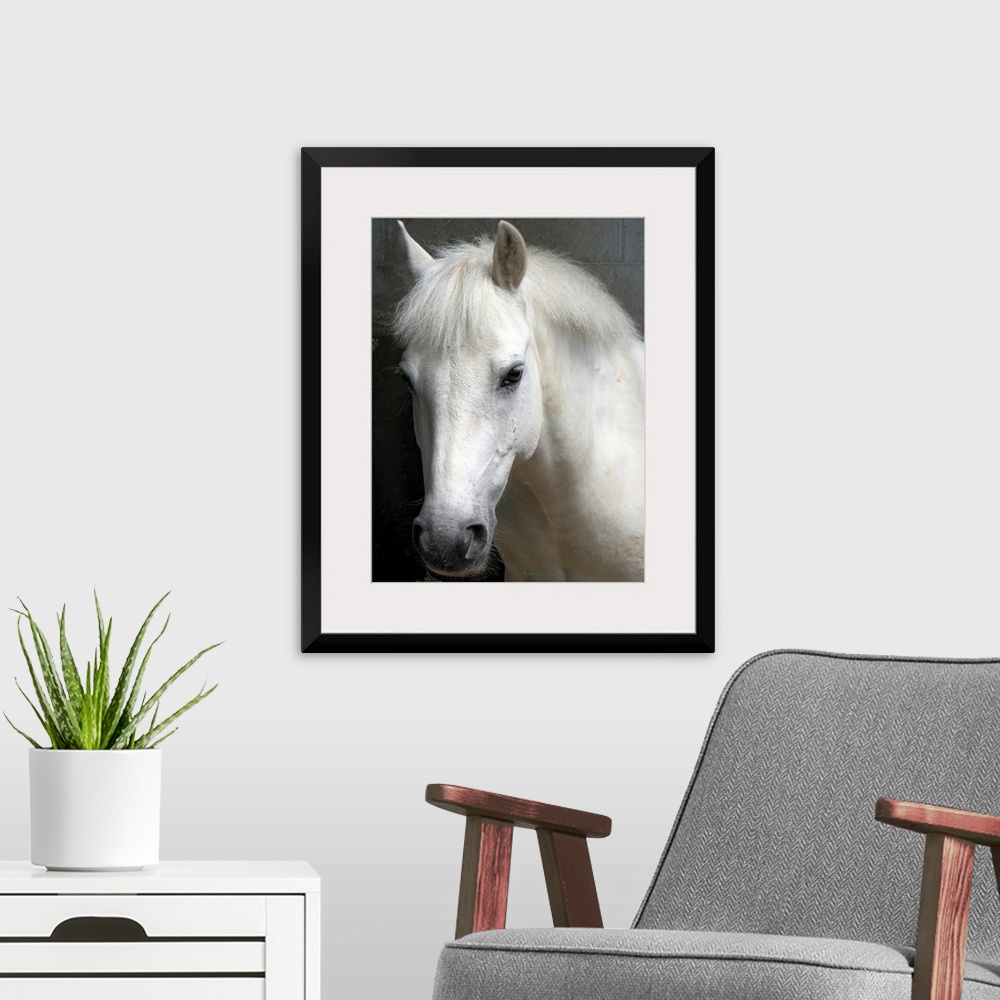 A modern room featuring Up-close headshot of horse in stable.