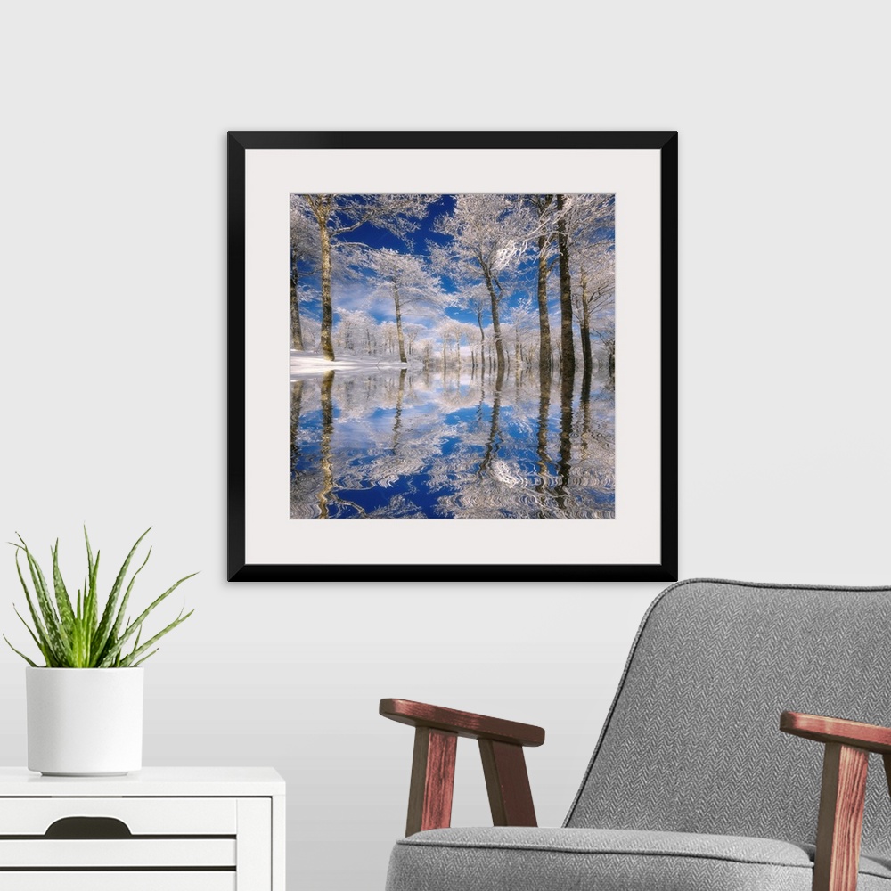 A modern room featuring This square photograph of a frozen landscape shows ice covered trees reflecting in the rippling s...