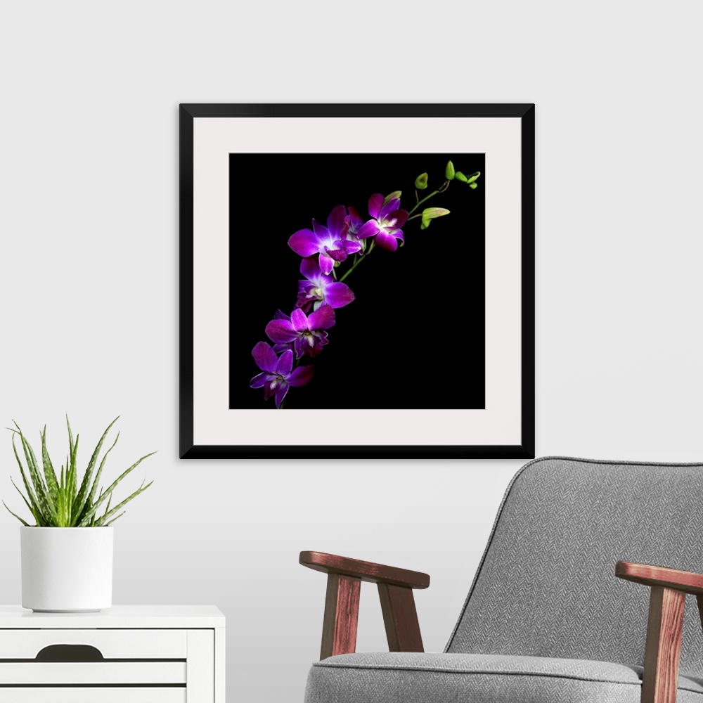 A modern room featuring Flowers in front of a dark backdrop on this square wall art for the living room or office.