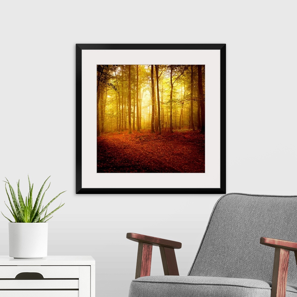 A modern room featuring Big square photograph taken of the sun making its way through a forest filled with thin trees in ...