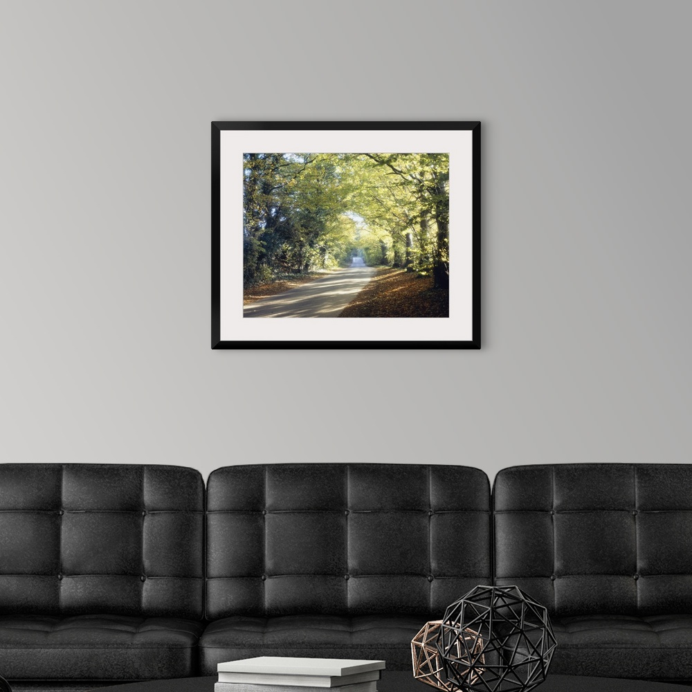 A modern room featuring Photograph of paved walkway going into the distance.  The walkway is lined with huge trees covere...