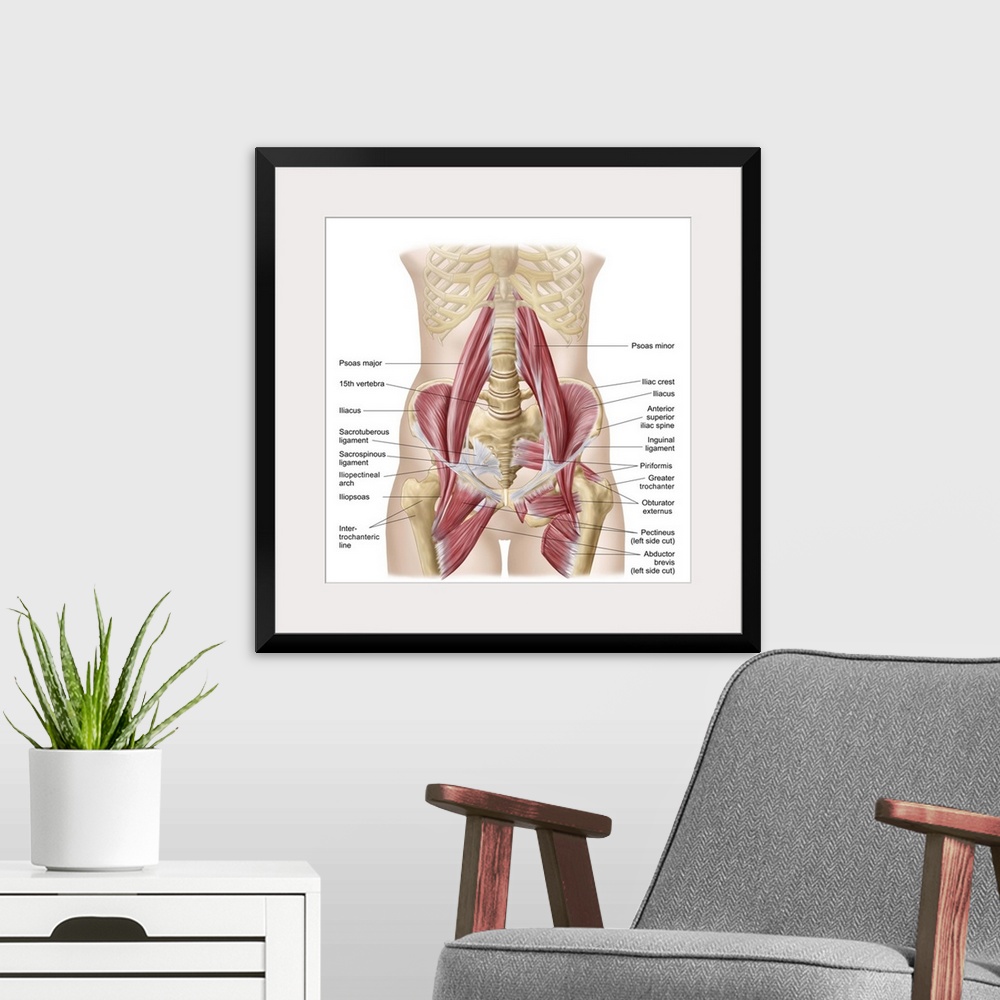 A modern room featuring Anatomy of iliopsoa, often referred to as the dorsal hip muscles. These muscles are distinct in t...