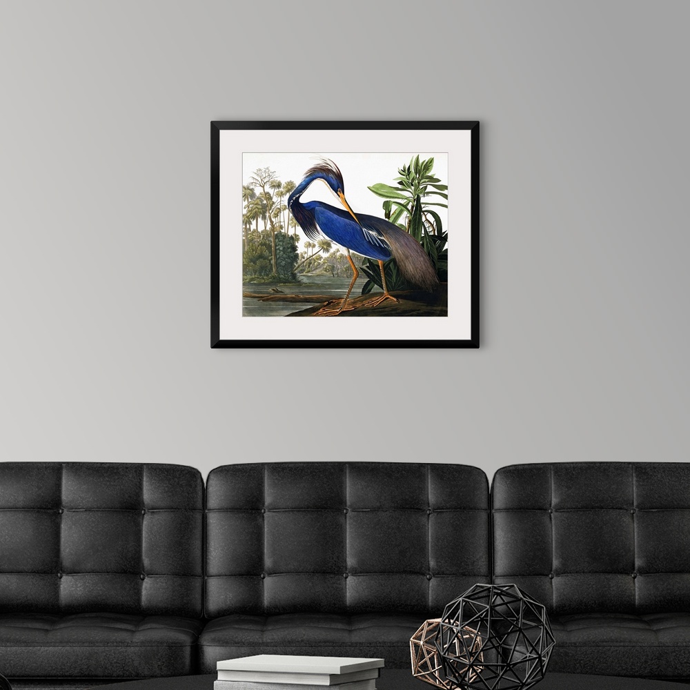 A modern room featuring This classic by John James Audubon features an elegant heron with vibrant blue plumage, on a wetl...